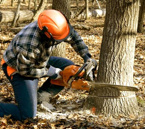 Tree Removal in Humboldt, MN